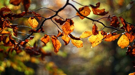 Fall leaves and twigs border template